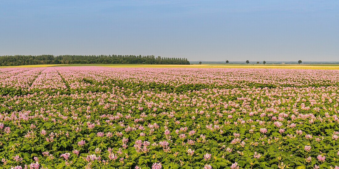 France, Somme, Nampont Saint Martin, potato field in bloom\n