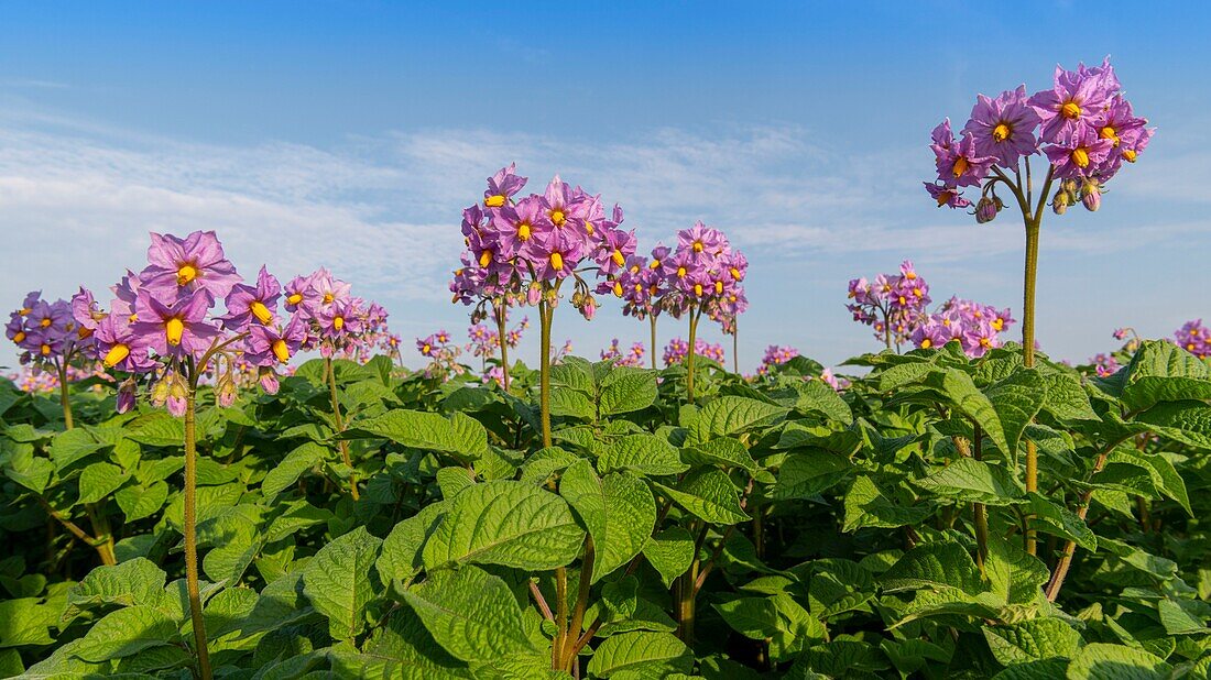 France, Somme, Nampont Saint Martin, potato field in bloom\n