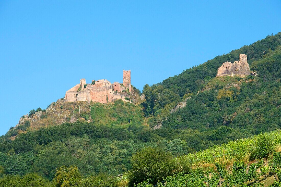 France, Haut Rhin, Alsace Wine Road, Ribeauville, Saint Ulrich Castle and Girsberg Castle\n