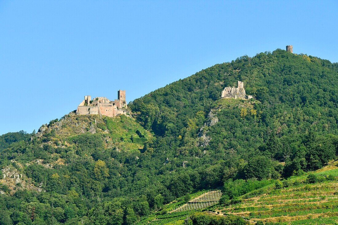 France, Haut Rhin, Alsace Wine Road, Ribeauville, Saint Ulrich Castle and Girsberg Castle\n