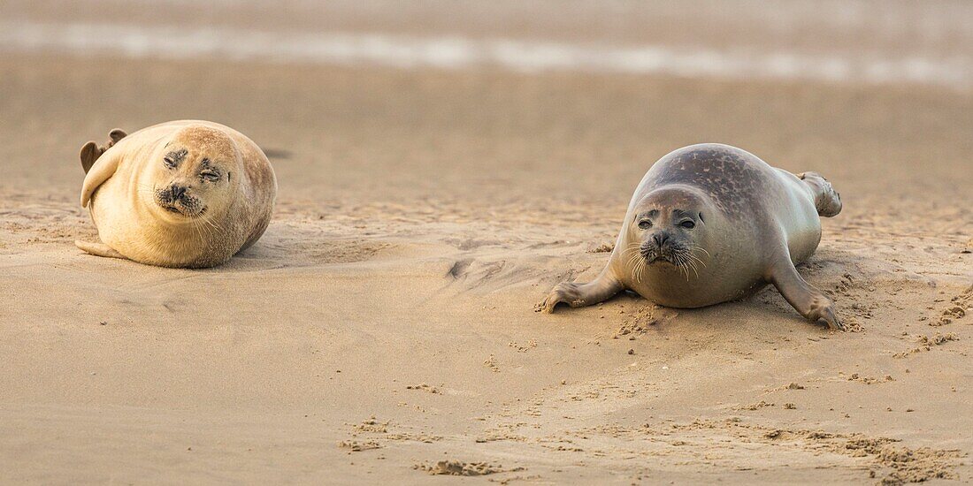 France, Pas de Calais, Opal Coast, Berck sur Mer, common seal (Phoca vitulina), seals are today one of the main tourist attractions of the Somme Bay and the Opal Coast\n