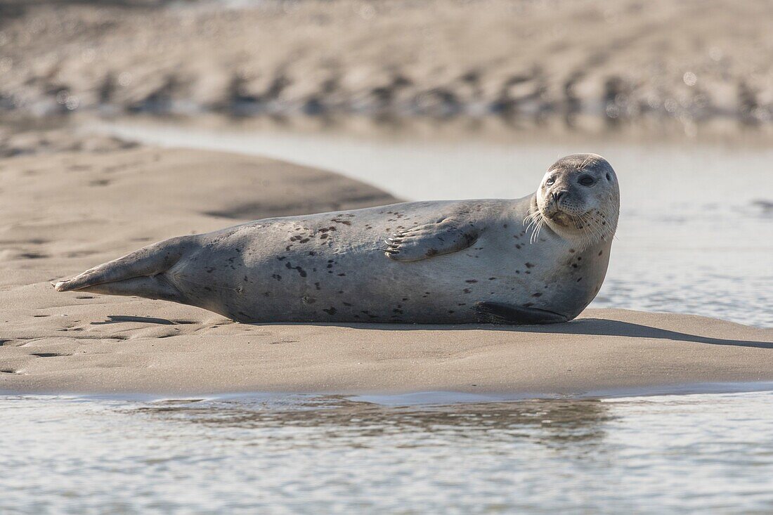 France, Pas de Calais, Authie Bay, Berck sur Mer, common seal (Phoca vitulina), at low tide the seals rest on the sandbanks from where they are chased by the rising tide\n