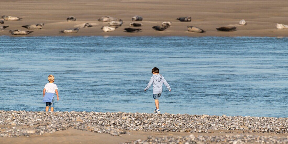 France, Somme, Somme Bay, Le Hourdel, The seals on the sandbanks in the Bay of Somme are one of the main tourist attraction\n