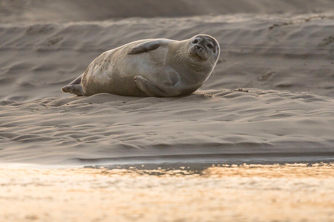 France, Pas de Calais, Authie Bay, Berck sur Mer, Grey seals (Halichoerus grypus), at low tide the seals rest on the sandbanks from where they are chased by the rising tide\n