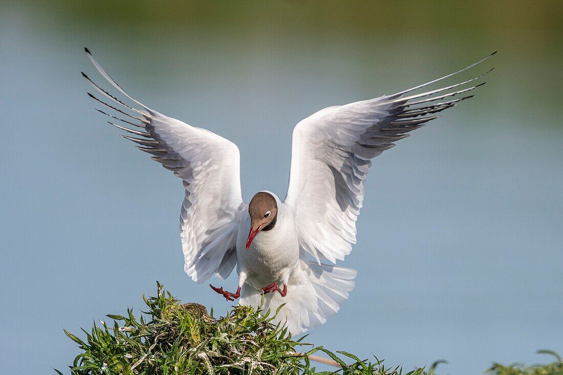 Frankreich, Somme, Somme-Bucht, Crotoy-Sumpf, Le Crotoy, jedes Jahr lässt sich eine Lachmöwenkolonie (Chroicocephalus ridibundus - Lachmöwe) auf den kleinen Inseln des Crotoy-Sumpfes nieder, um zu nisten und sich fortzupflanzen