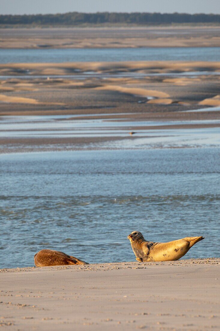 France, Somme, Bay of the Somme, The hourdel, common seals in the channel of the Somme\n