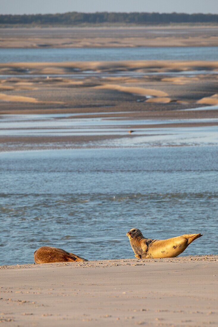 Frankreich, Somme, Bucht der Somme, Die Hourdel, Seehunde im Kanal der Somme