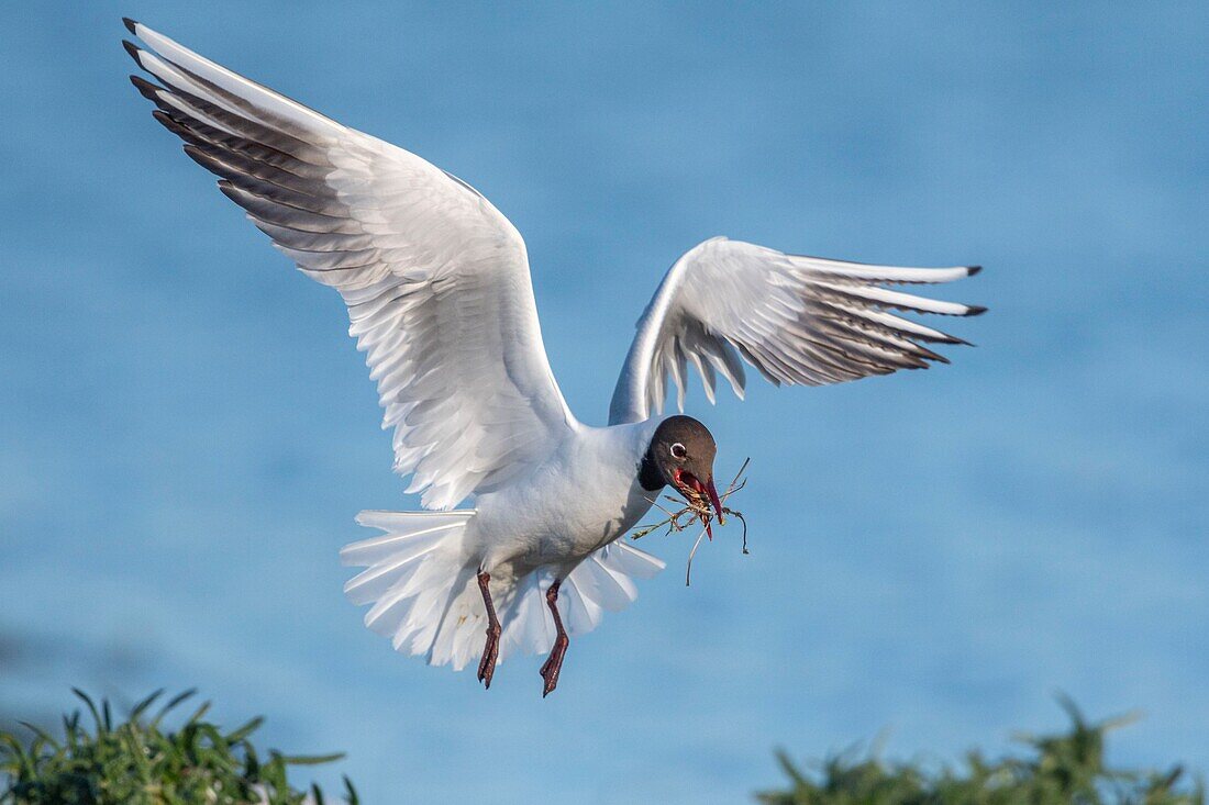 Frankreich, Somme, Baie de Somme, Le Crotoy, Der Sumpf von Crotoy beherbergt jedes Jahr eine Kolonie von Lachmöwen (Chroicocephalus ridibundus - Lachmöwe), die zum Nisten und zur Fortpflanzung auf Inseln in der Mitte der Teiche kommen, Möwen jagen dann Materialien für den Bau von Nestern