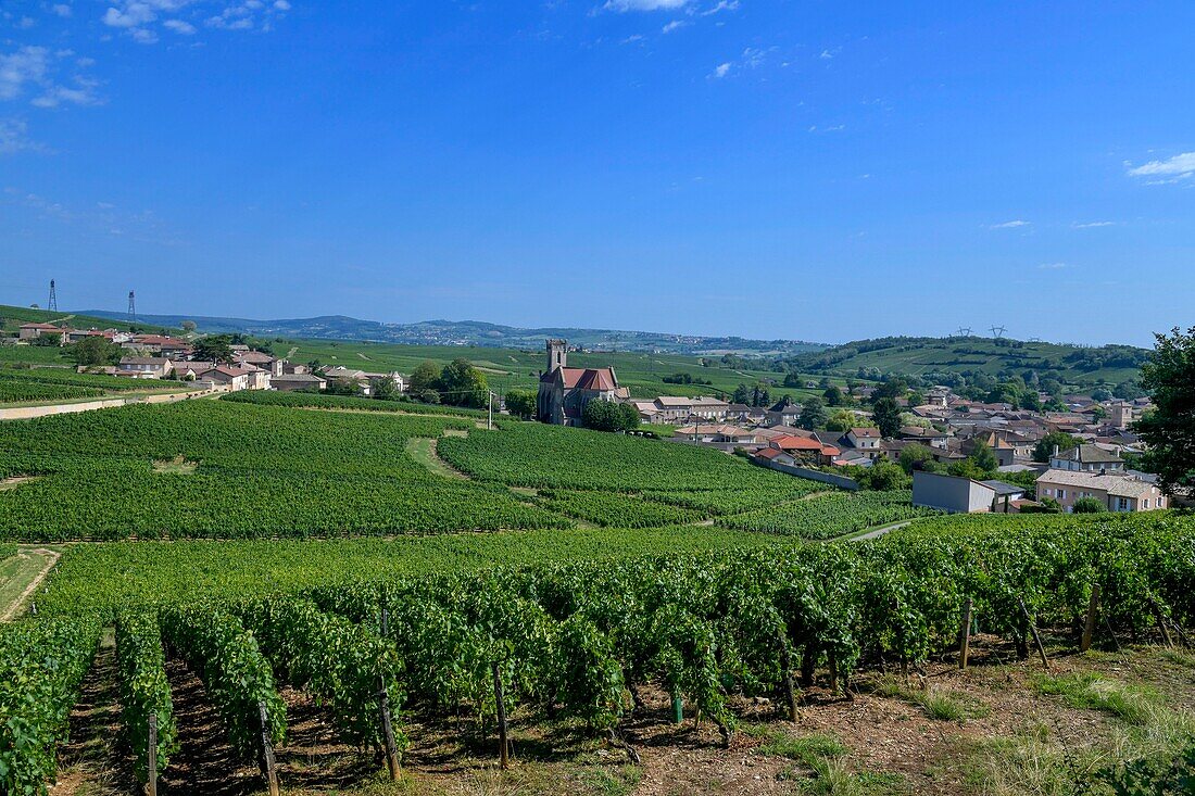 Frankreich, Saone et Loire, Fuisse, Weinberge auf einem Hügel mit einem Dorf im Hintergrund