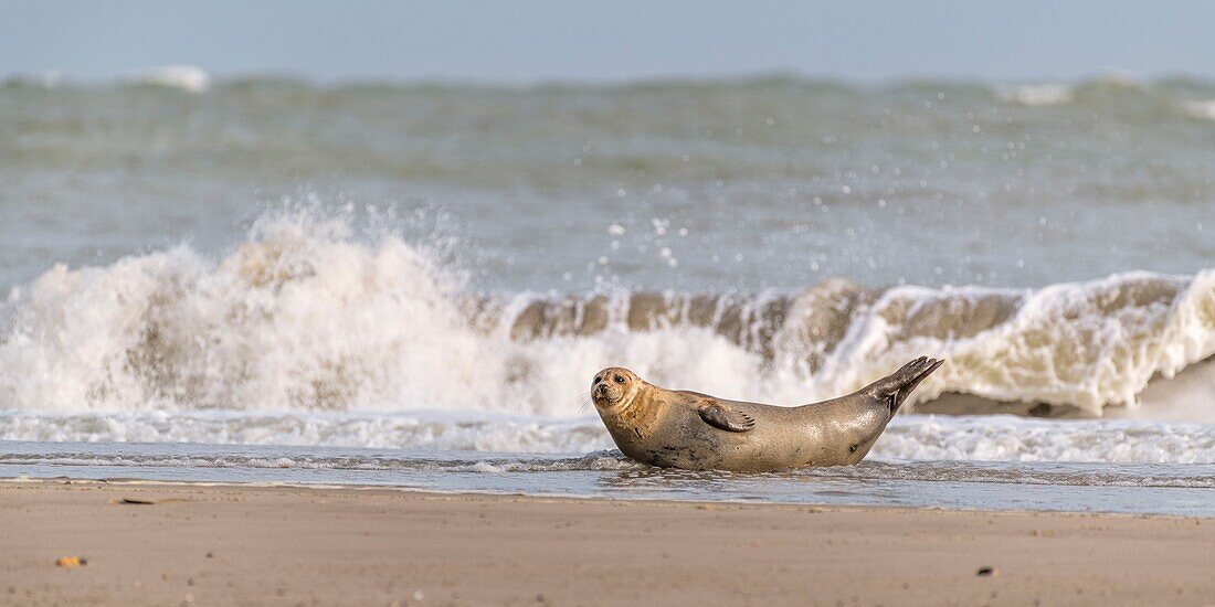 France, Somme, Somme Bay, Le Hourdel, The Hourdel seal colony on the sandbank while strong waves come to flood them\n