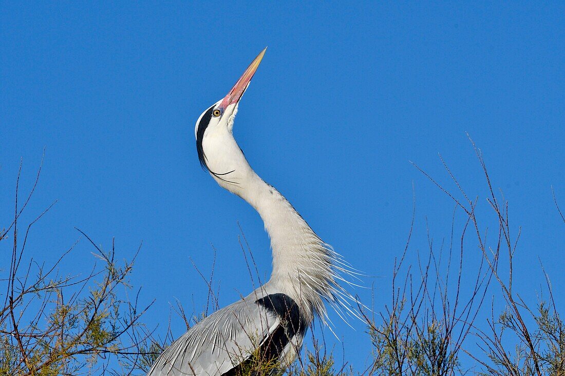 France, Bouches du Rhone, Camargue, Saintes Maries de la Mer, Gray Heron (Ardea cinerea)\n