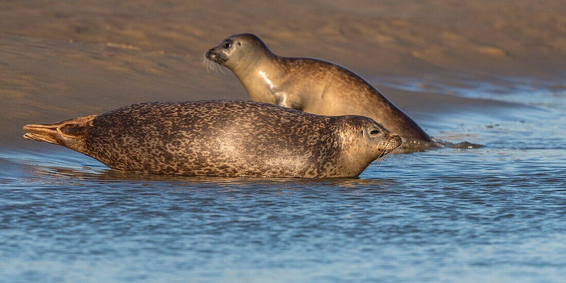 France, Pas de Calais, Opal Coast, Berck sur Mer, common seal (Phoca vitulina), seals are today one of the main tourist attractions of the Somme Bay and the Opal Coast\n