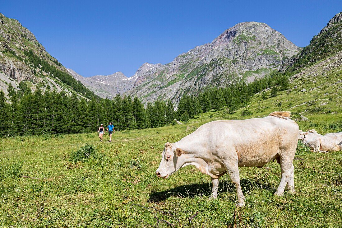 France, Hautes Alpes, Ecrins National Park, Champsaur Valley, Drac Valley of Champoléon, hiking on the GR country trail Tour du Vieux Chaillol, herd of Charolais cows\n