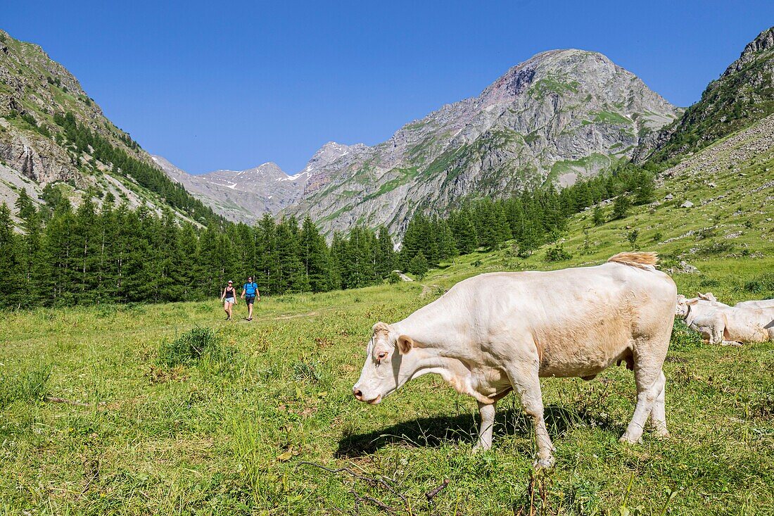 Frankreich, Hautes Alpes, Nationalpark Ecrins, Champsaur-Tal, Drac-Tal von Champoléon, Wanderung auf dem GR-Wanderweg Tour du Vieux Chaillol, Herde von Charolais-Kühen