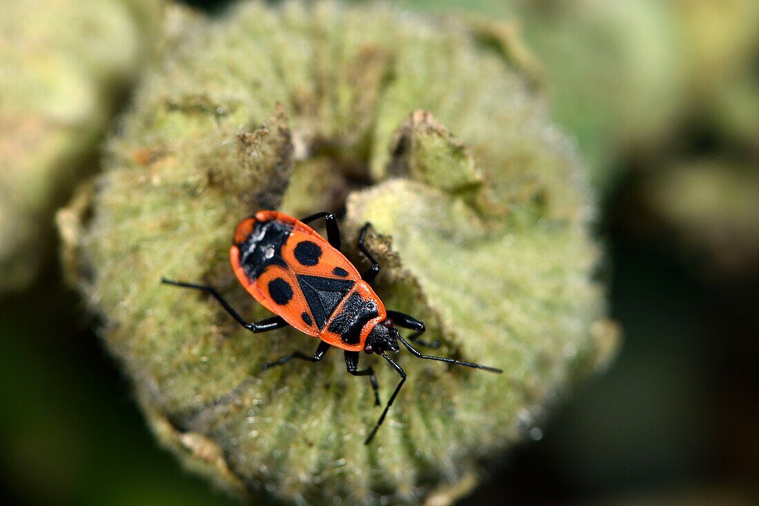 France, Territoire de Belfort, Belfort, garden, bug (Pyrrhocoris apterus) on a fruit of Alcea rosea\n