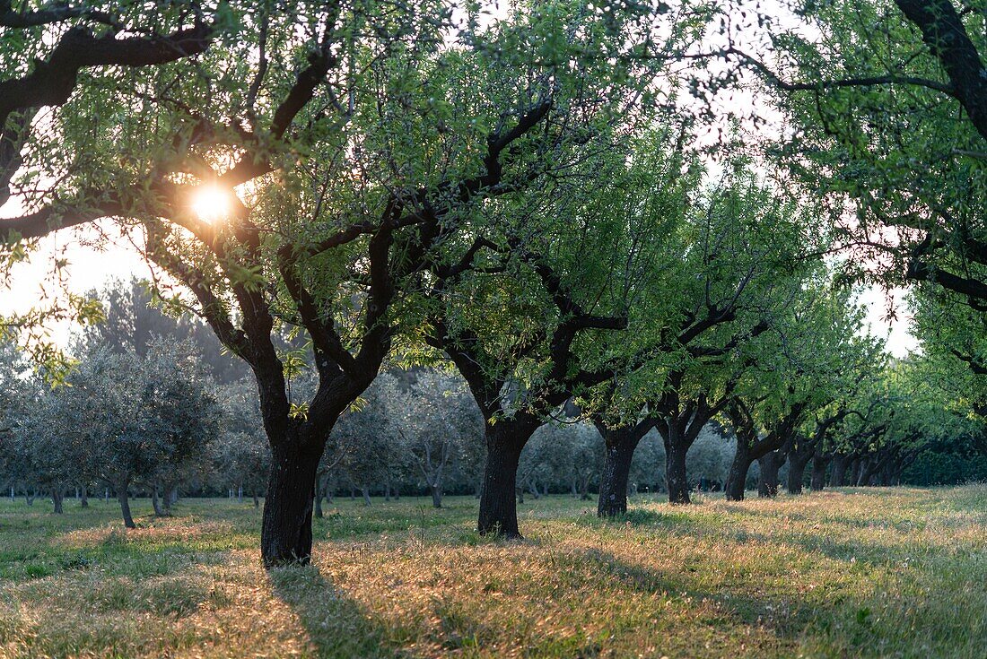 France, Bouche du Rhone, Saint Remy de Provence, Alpilles mountains, almond trees\n