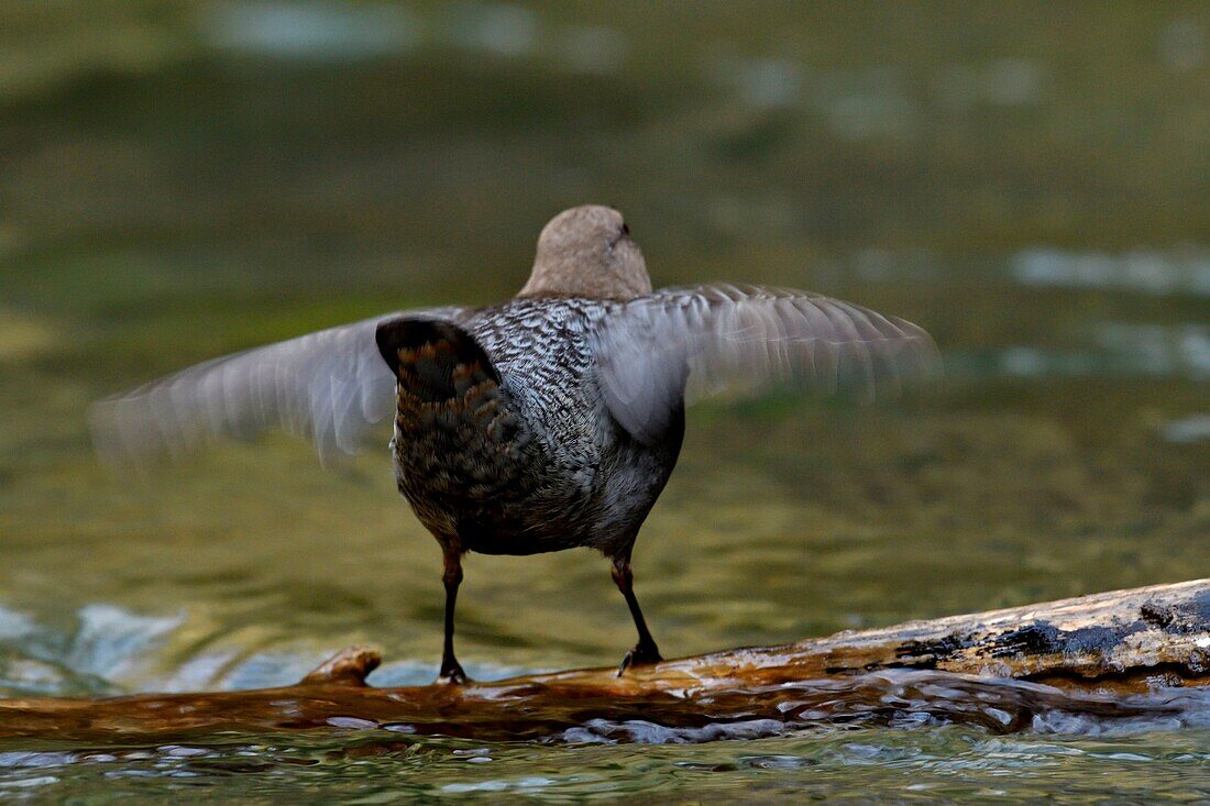 France, Doubs, Creuse Valley, bird, Cincle diver (Cinclus cinclus)\n