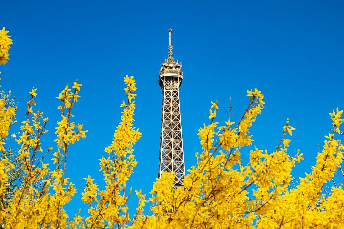 Frankreich, Paris, von der UNESCO zum Weltkulturerbe erklärtes Gebiet, der Champ de Mars und der Eiffelturm im Frühling