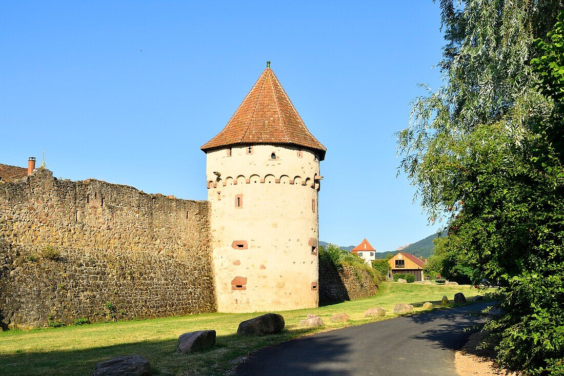 France, Haut Rhin, Alsace wine road, Bergheim, medieval walled ancient city, ramparts of the 14th century Powder Tower cantilevered\n
