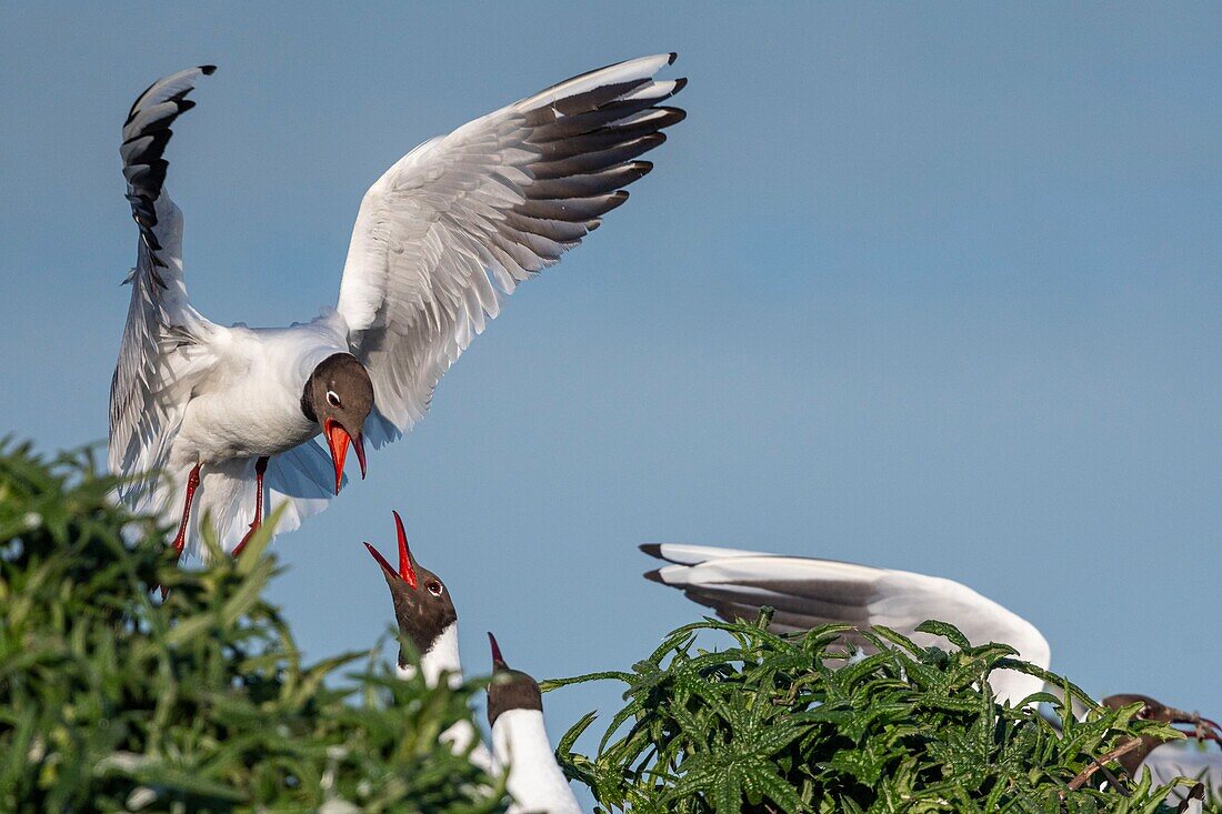 France, Somme, Bay of the Somme, Crotoy Marsh, Le Crotoy, every year a colony of black-headed gulls (Chroicocephalus ridibundus) settles on the islets of the Crotoy marsh to nest and reproduce , conflicts are then frequent\n