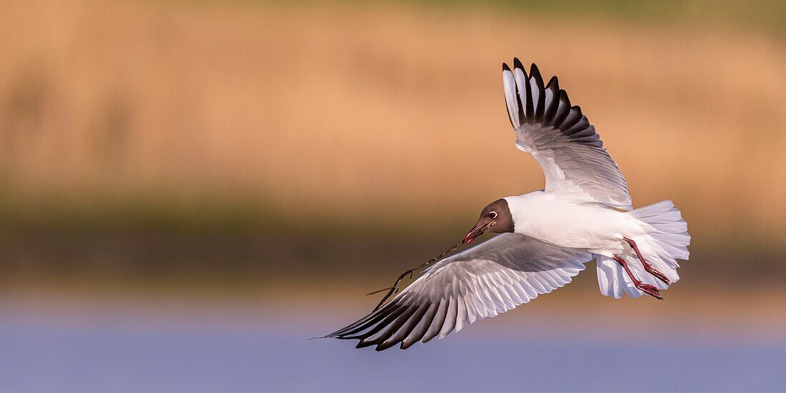 France, Somme, Baie de Somme, Le Crotoy, The Marsh du Crotoy welcomes each year a colony of Black-headed Gull (Chroicocephalus ridibundus), which come to nest and reproduce on islands in the middle of the ponds\n