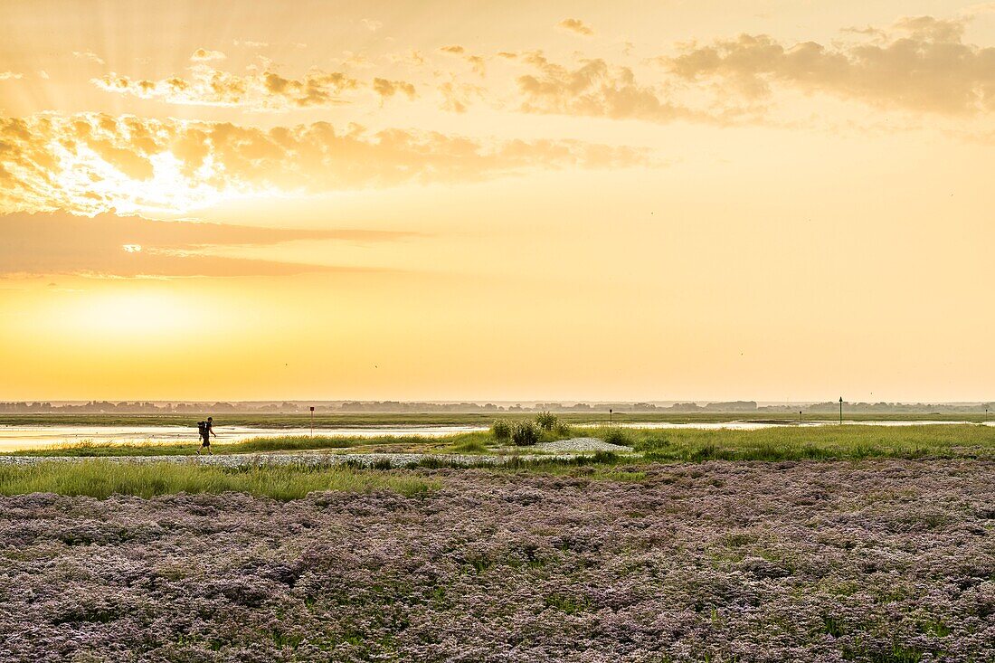 France, Somme, Somme Bay, Saint Valery sur Somme, Cape Hornu, Carpet of wild statetrics in the salted meadows at dawn, only a few hikers enjoy the coolest hours for walk\n