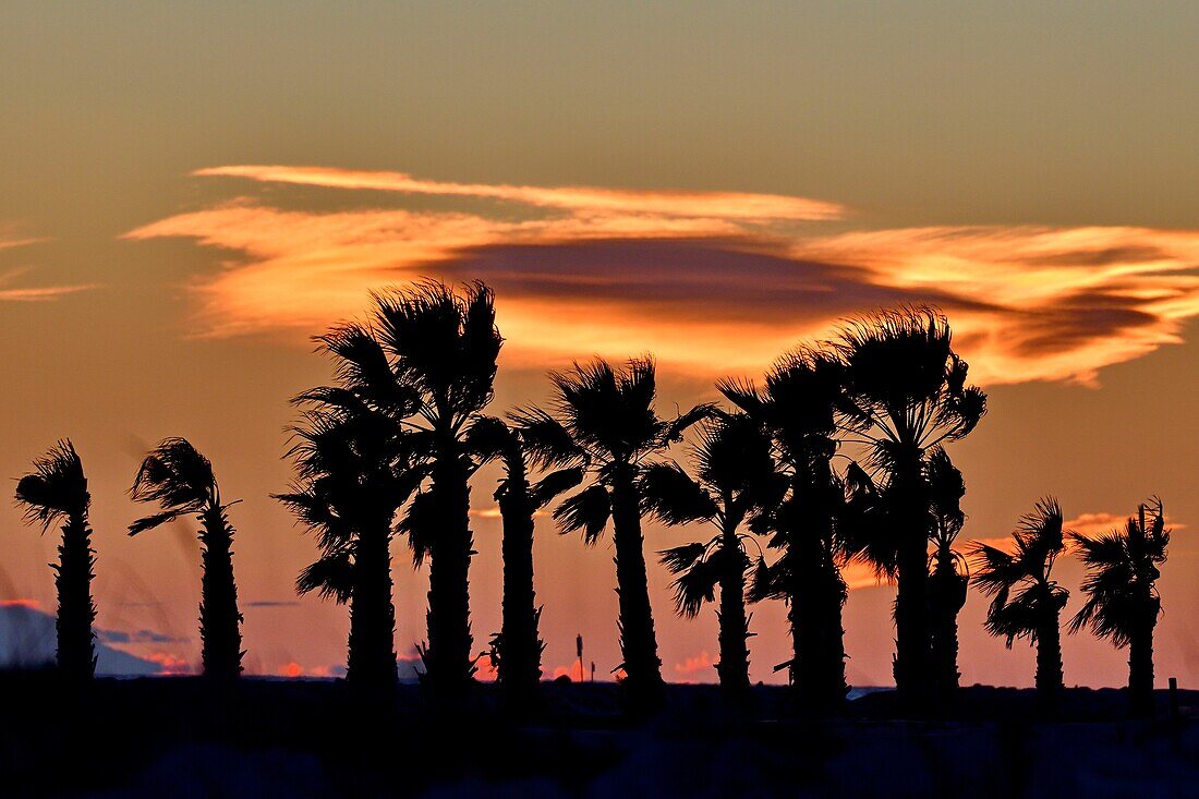 France, Bouches du Rhone, Camargue, Saintes Maries de la Mer, sunset on palm trees by the sea\n