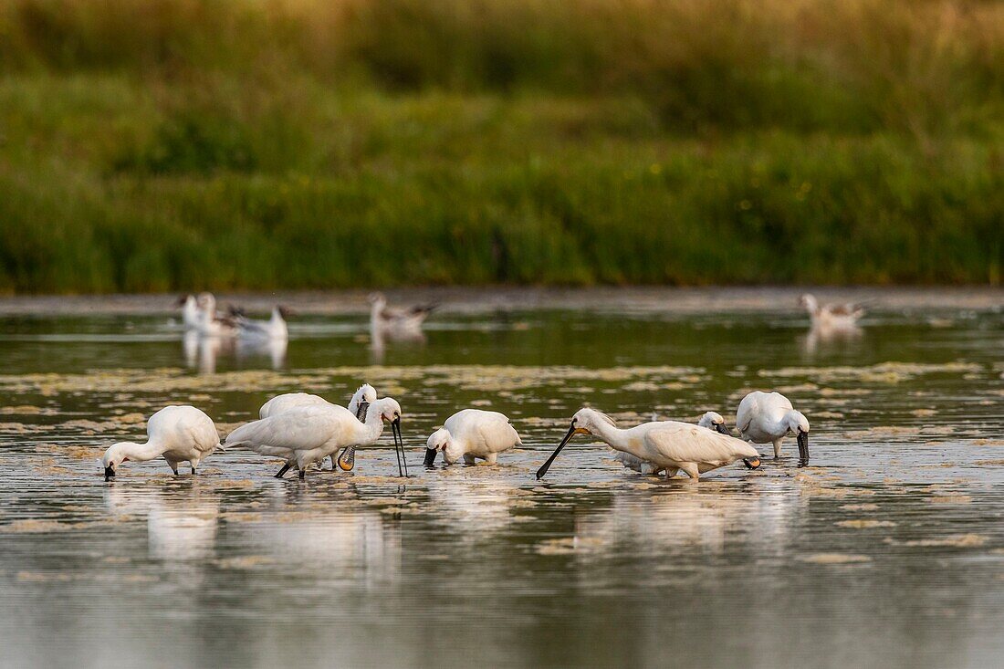 France, Somme, Somme Bay, Le Crotoy, Crotoy Marsh, gathering of Spoonbills (Platalea leucorodia Eurasian Spoonbill) who come to fish in a group in the pond\n