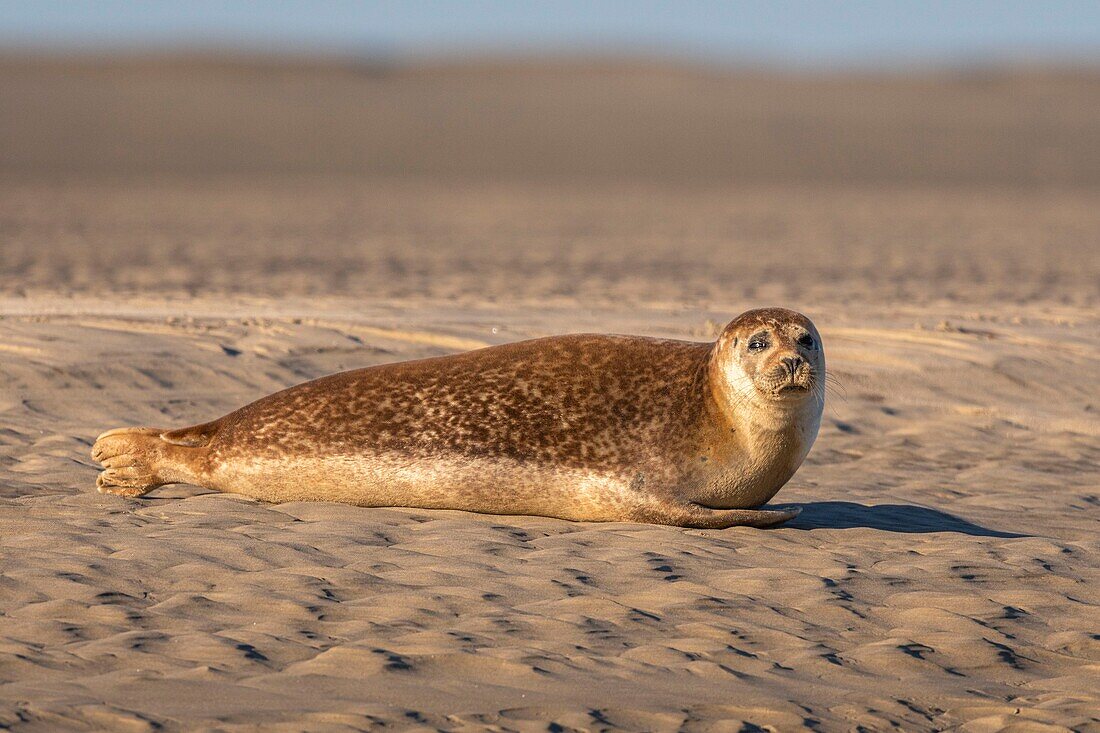 Frankreich, Pas de Calais, Opalküste, Berck sur Mer, Seehund (Phoca vitulina), Seehunde sind heute eine der Haupttouristenattraktionen in der Somme-Bucht und an der Opalküste