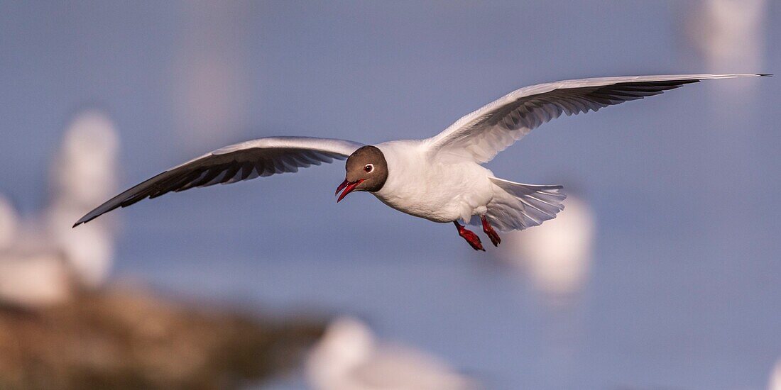 France, Somme, Baie de Somme, Le Crotoy, The Marsh du Crotoy welcomes each year a colony of Black-headed Gull (Chroicocephalus ridibundus), which come to nest and reproduce on islands in the middle of the ponds\n