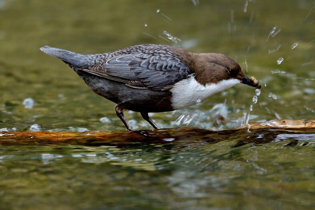 France, Doubs, Creuse valley, bird, diving Cincle (Cinclus cinclus), white water hunting\n