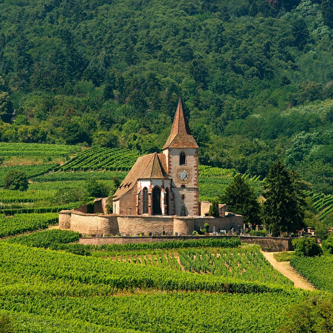 France, Haut Rhin, the Alsace Wine Route, Hunawihr, labelled Les Plus Beaux Villages de France (The Most Beautiful Villages of France), Vineyard and St Hune church\n