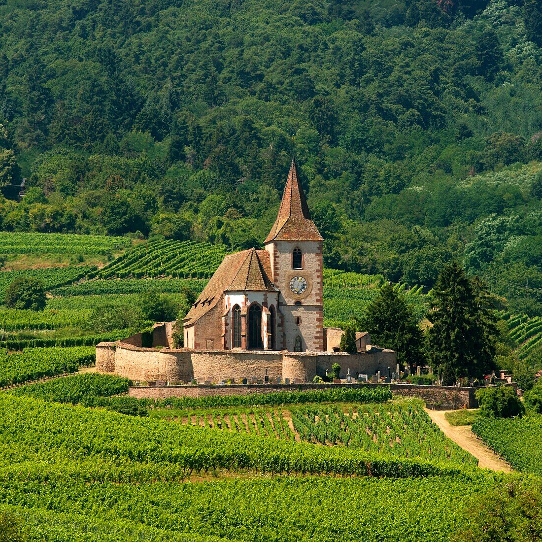 Frankreich, Haut Rhin, die Elsässische Weinstraße, Hunawihr, mit der Bezeichnung Les Plus Beaux Villages de France (Die schönsten Dörfer Frankreichs), Weinberg und Kirche St. Hune