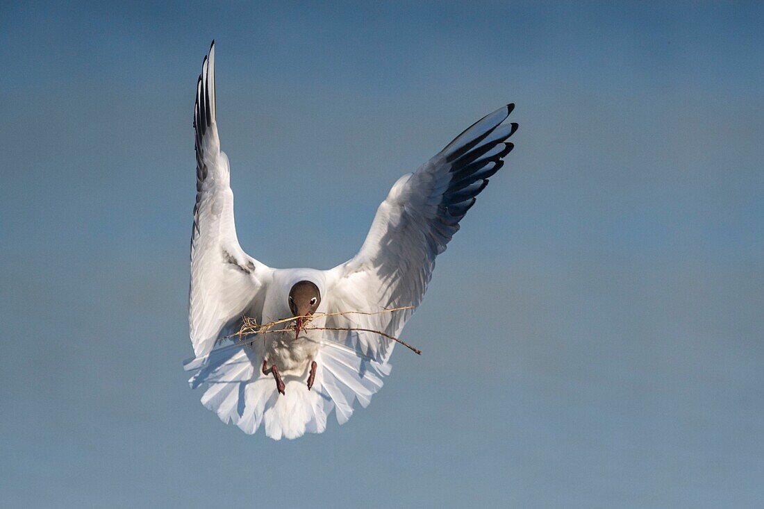 France, Somme, Bay of the Somme, Crotoy Marsh, Le Crotoy, every year a colony of black-headed gulls (Chroicocephalus ridibundus - Black-headed Gull) settles on the islets of the Crotoy marsh to nest and reproduce , the birds carry the branches for the construction of the nest\n