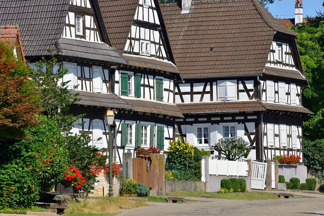 France, Bas Rhin, Seebach, traditional half-timbered houses of the Outre Foret (Northern Alsace)\n