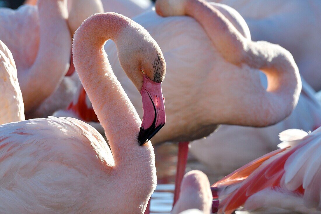 Frankreich, Bouches du Rhone, Camargue, Naturschutzgebiet Pont de Gau, Flamingos (Phoenicopterus roseeus)