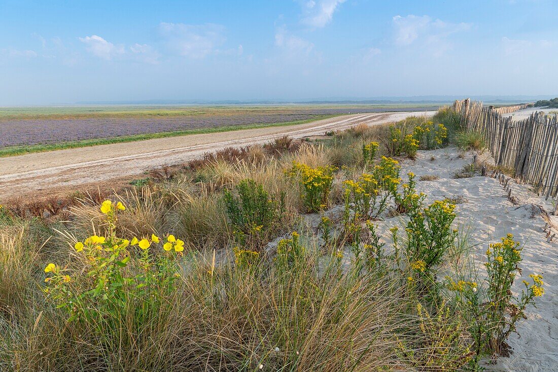 France, Somme, Somme Bay, Nature Reserve of the Somme Bay, Landscapes of the Somme Bay with flowers\n