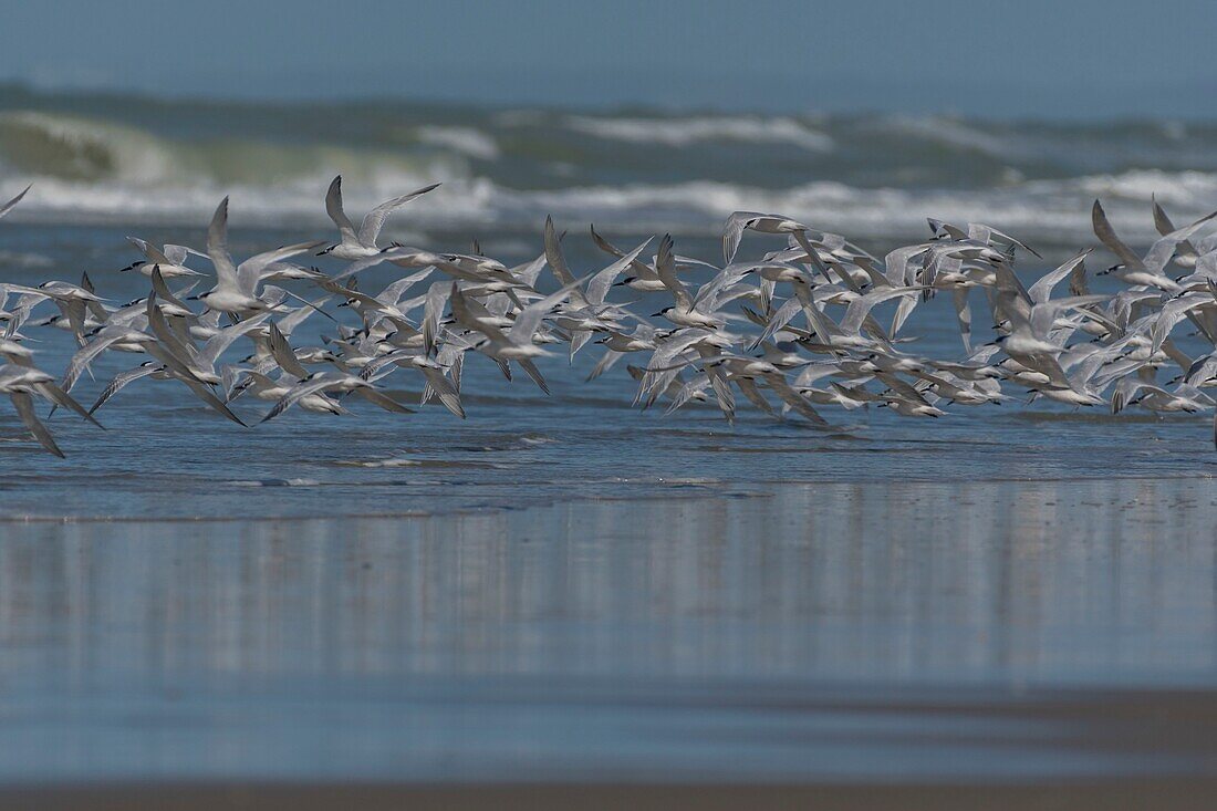 France, Pas de Calais, Berck sur Mer, Caugek Terns (Thalasseus sandvicensis, Sandwich Tern) on the beach in autumn\n