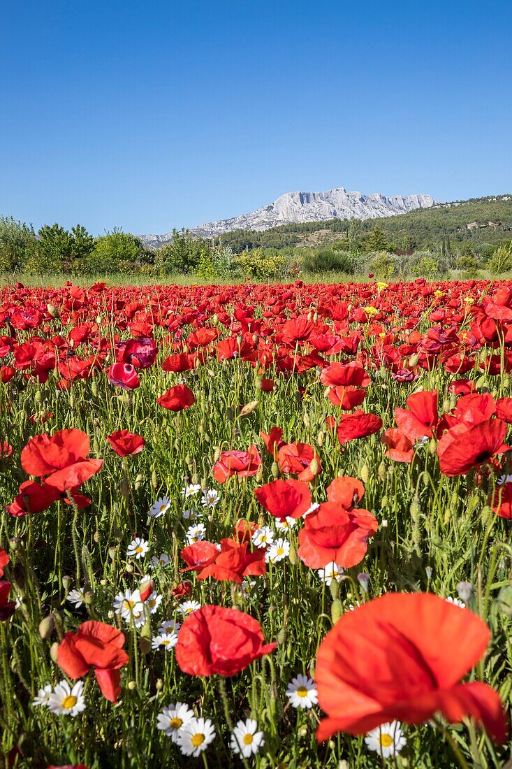 France, Bouches du Rhône, Pays d'Aix, Grand Site Sainte-Victoire, Beaurecueil, poppy field (Papaver rhoeas) facing Sainte-Victoire mountain\n