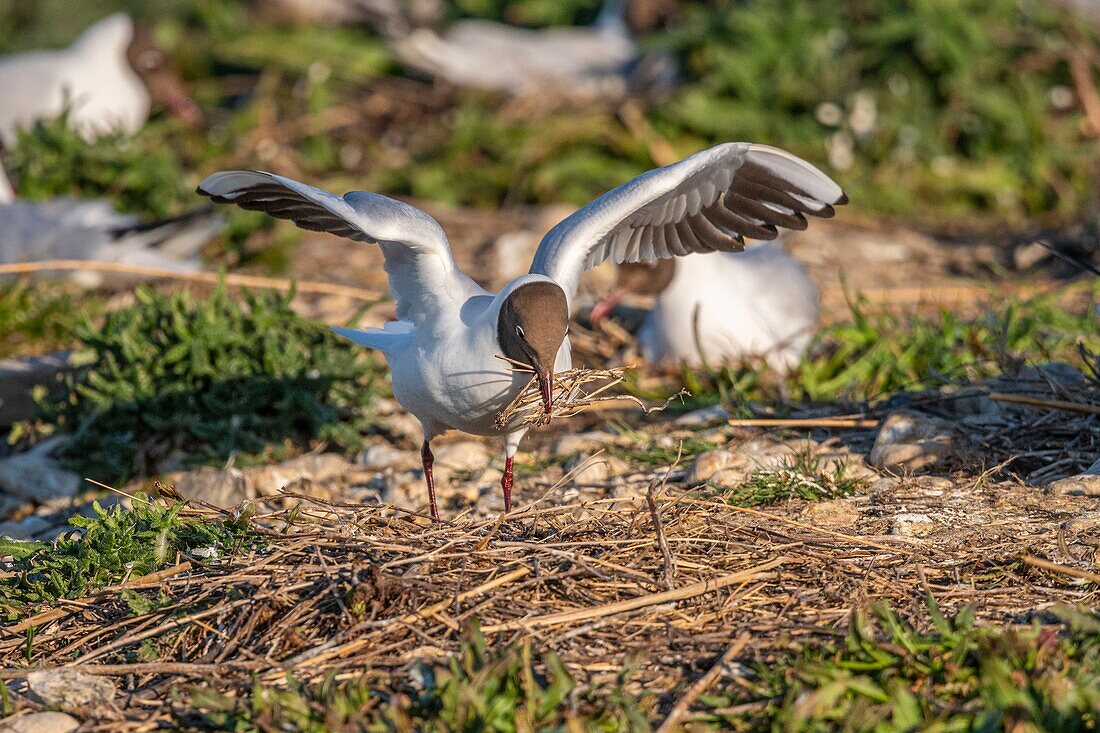 Frankreich, Somme, Somme-Bucht, Crotoy-Sumpf, Le Crotoy, jedes Jahr lässt sich eine Lachmöwenkolonie (Chroicocephalus ridibundus - Lachmöwe) auf den Inseln des Crotoy-Sumpfes nieder, um zu nisten und sich fortzupflanzen, die Vögel tragen die Zweige für den Nestbau