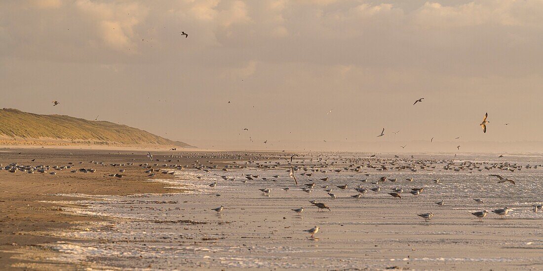 France, Somme, Quend-Plage, The beach of Quend-Plage at the end of the day while the sky is colored by the sunset and the gulls come for their food in the sea at tide\n