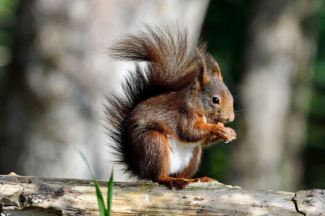 France, Doubs, red squirrel eating a hazelnut\n