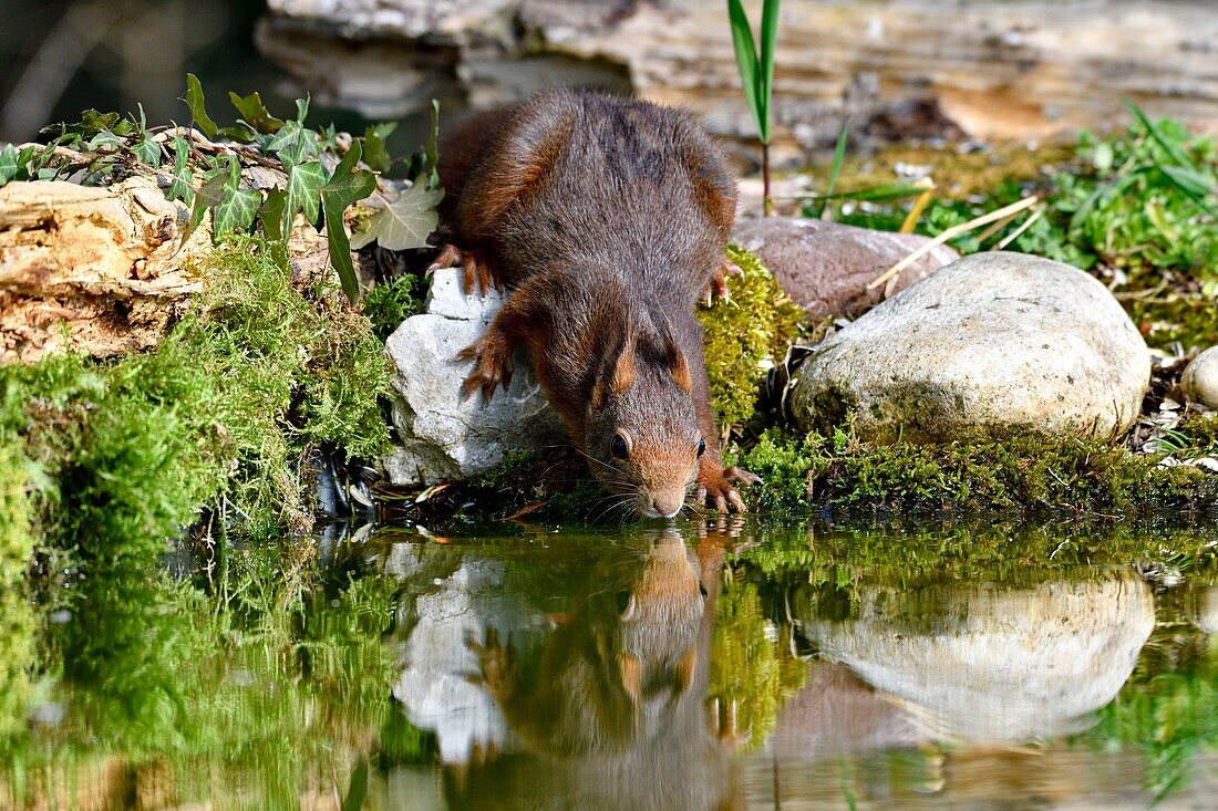 France, Doubs, red squirrel drinking in a pond\n