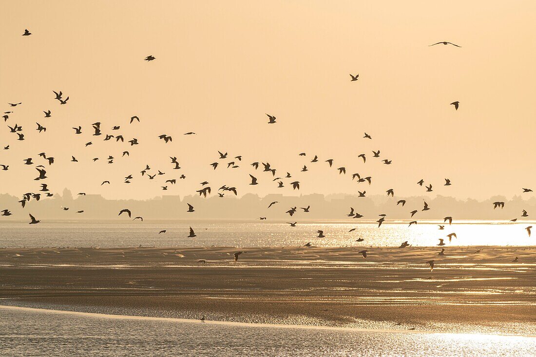 Frankreich, Somme, Bucht der Somme, Le Hourdel, Flug von Lachmöwen in der Bucht bei Ebbe gegen den Crotoy im Gegenlicht