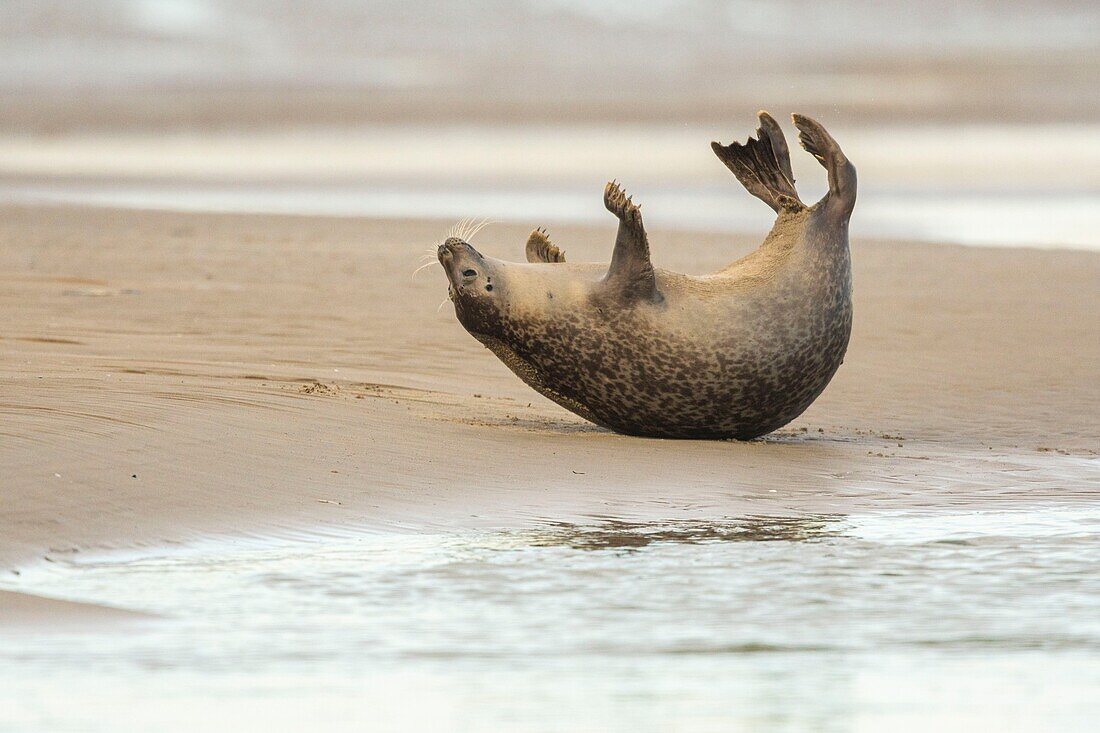 France, Pas de Calais, Opal Coast, Berck sur Mer, grey seal (Halichoerus grypus), seals are today one of the main tourist attractions of the Somme Bay and the Opal Coast\n