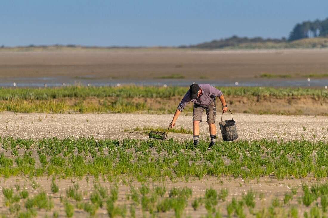 France, Somme, Somme Bay, Natural Reserve of the Somme Bay, Le Crotoy, fisherman on foot picking salicorne\n