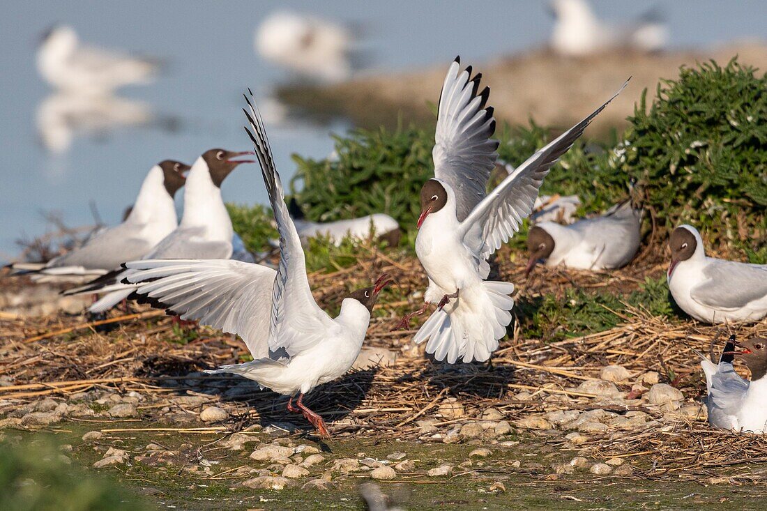 France, Somme, Bay of the Somme, Crotoy Marsh, Le Crotoy, every year a colony of black-headed gulls (Chroicocephalus ridibundus) settles on the islets of the Crotoy marsh to nest and reproduce , conflicts are then frequent\n