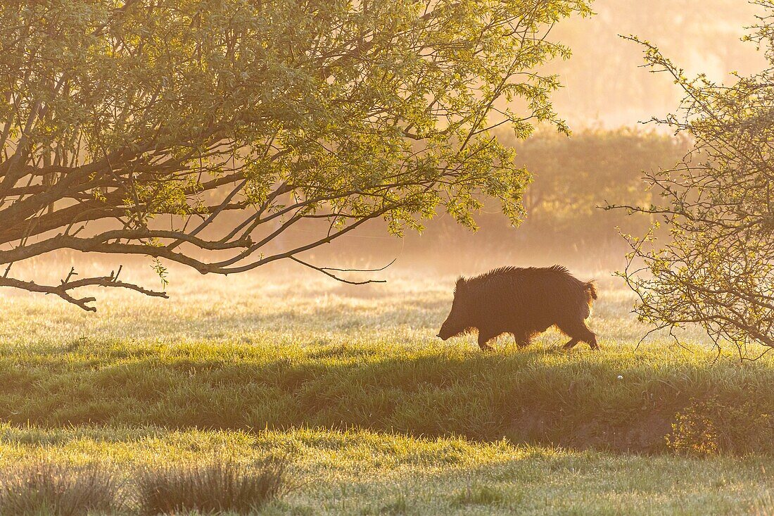 France, Somme, Baie de Somme, Noyelles-sur-mer, Solitary wild boar in the reinforcements (polders) of the bay of Somme\n