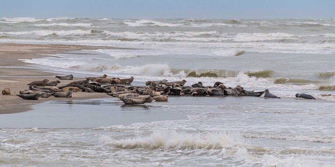 France, Somme, Somme Bay, Le Hourdel, The Hourdel seal colony on the sandbank while strong waves come to flood them\n