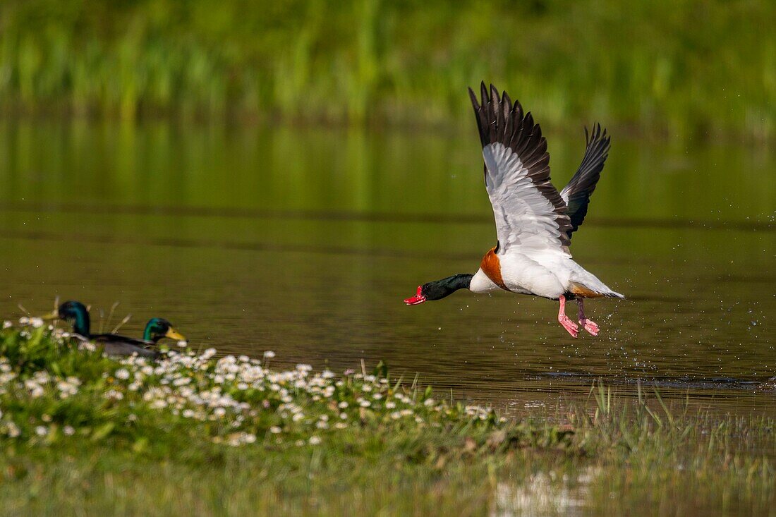 France, Somme, Somme Bay, Natural Reserve of the Somme Bay, Saint Quentin en Tourmont, Ornithological Park of Marquenterre, This Common Shelduck (Tadorna tadorna) defends its territory and hunt the others ducks of the pond\n